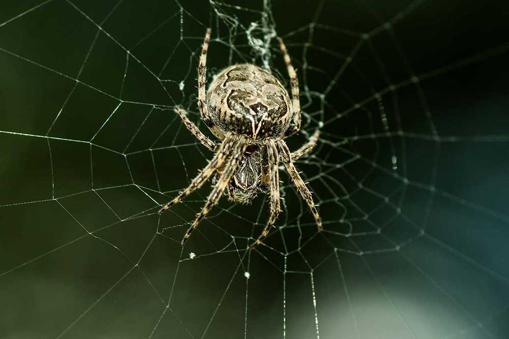 Eine kleine Spinne hängt in ihrem Netz